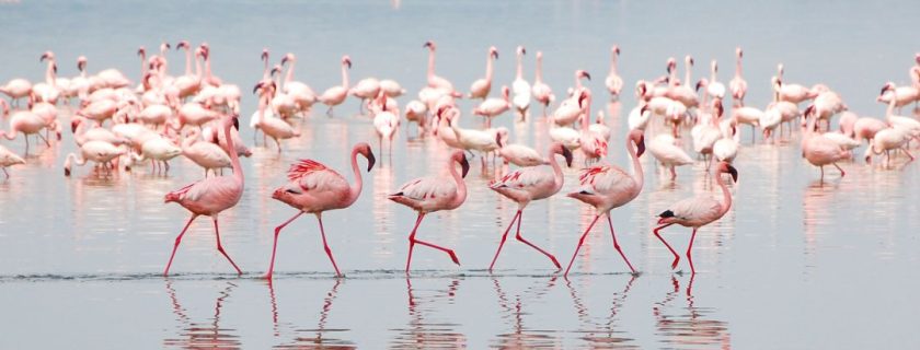 Lake Manyara National Park Lake Manyara National Park