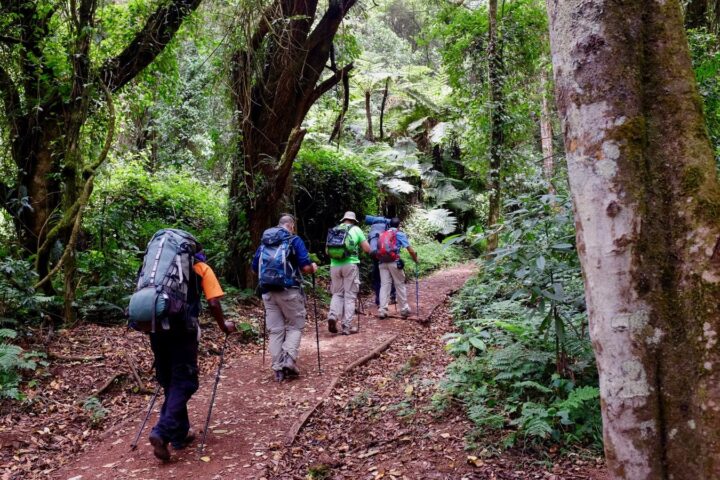 Forest walk, on mount Kilimanjaro Forest walk, on mount Kilimanjaro