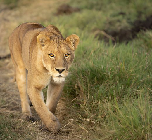 Ngorongoro-crater-4 Ngorongoro-crater-4