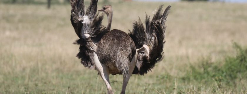 Serengeti Luxury Safari