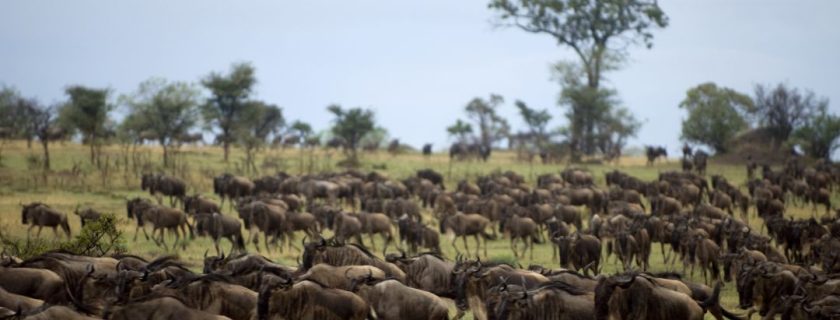 Serengeti National Park