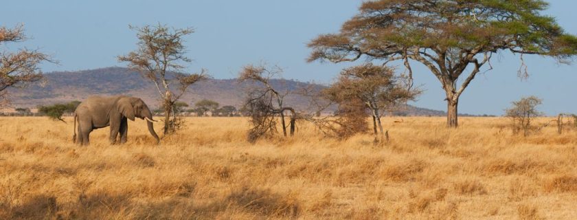 Serengeti national park (2)