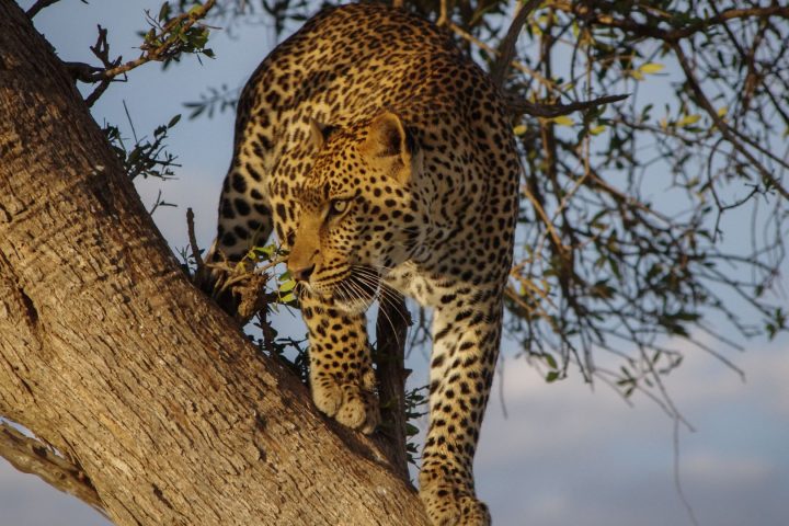 tanzania safari tanzania safari